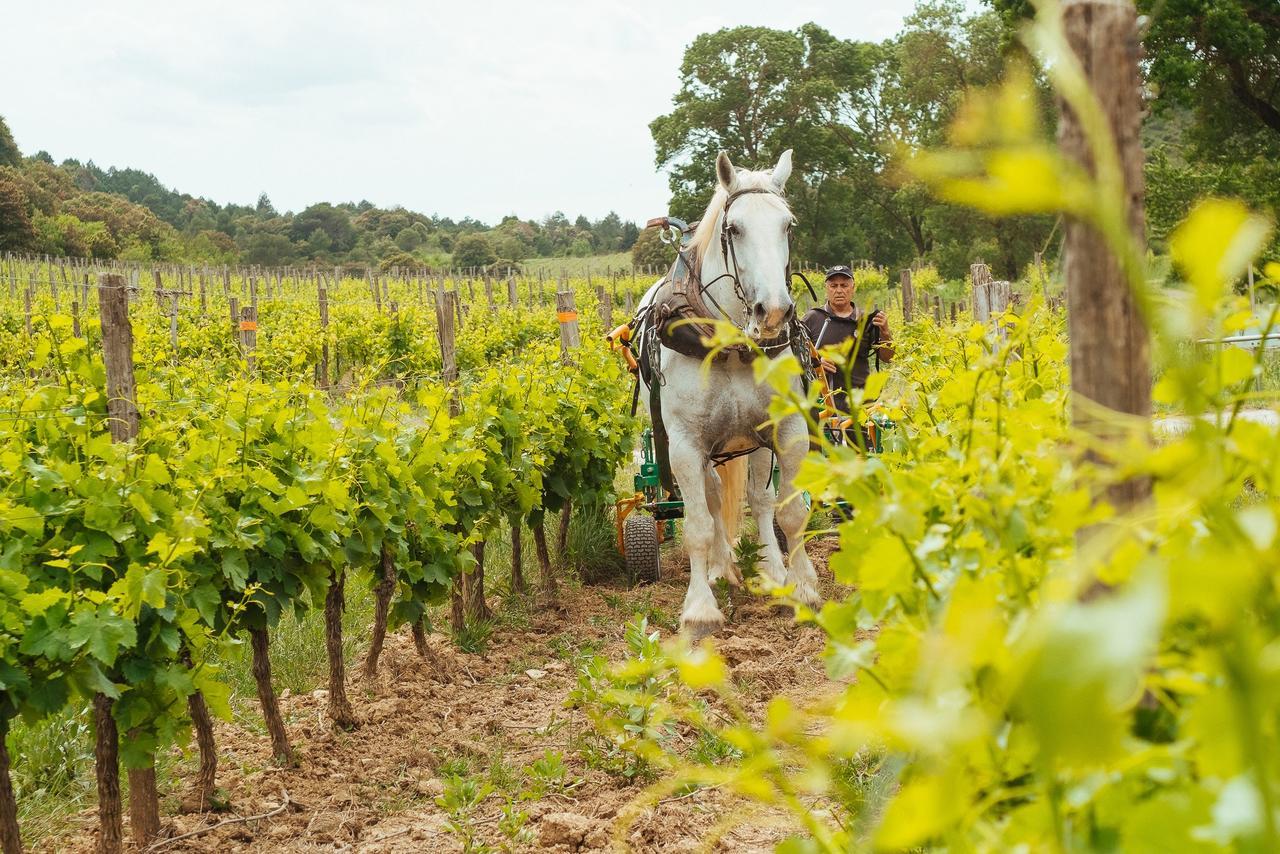 Domaine Calmel & Joseph * Montirat (Aude)